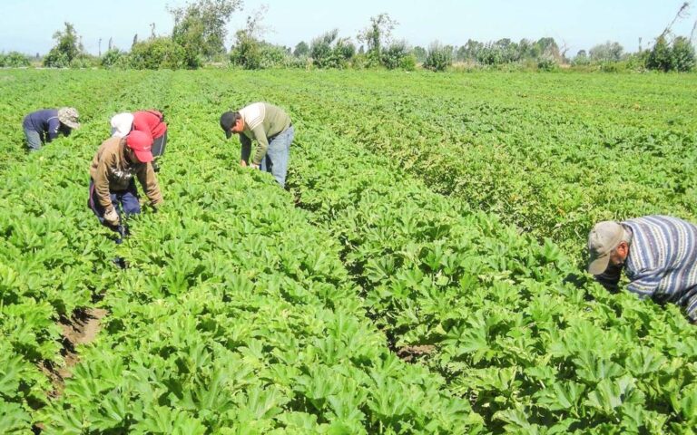 Las economías regionales siguen en crisis: el semáforo de Coninagro marca rojo en la mayoría de los rubros tabaco
