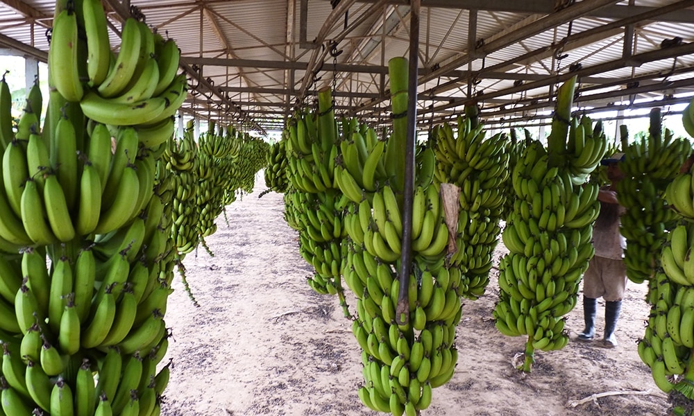 bananas en salta