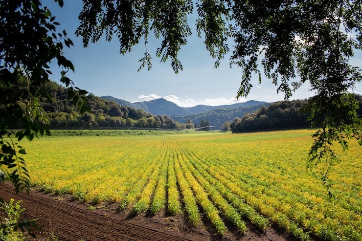 campo sembrado