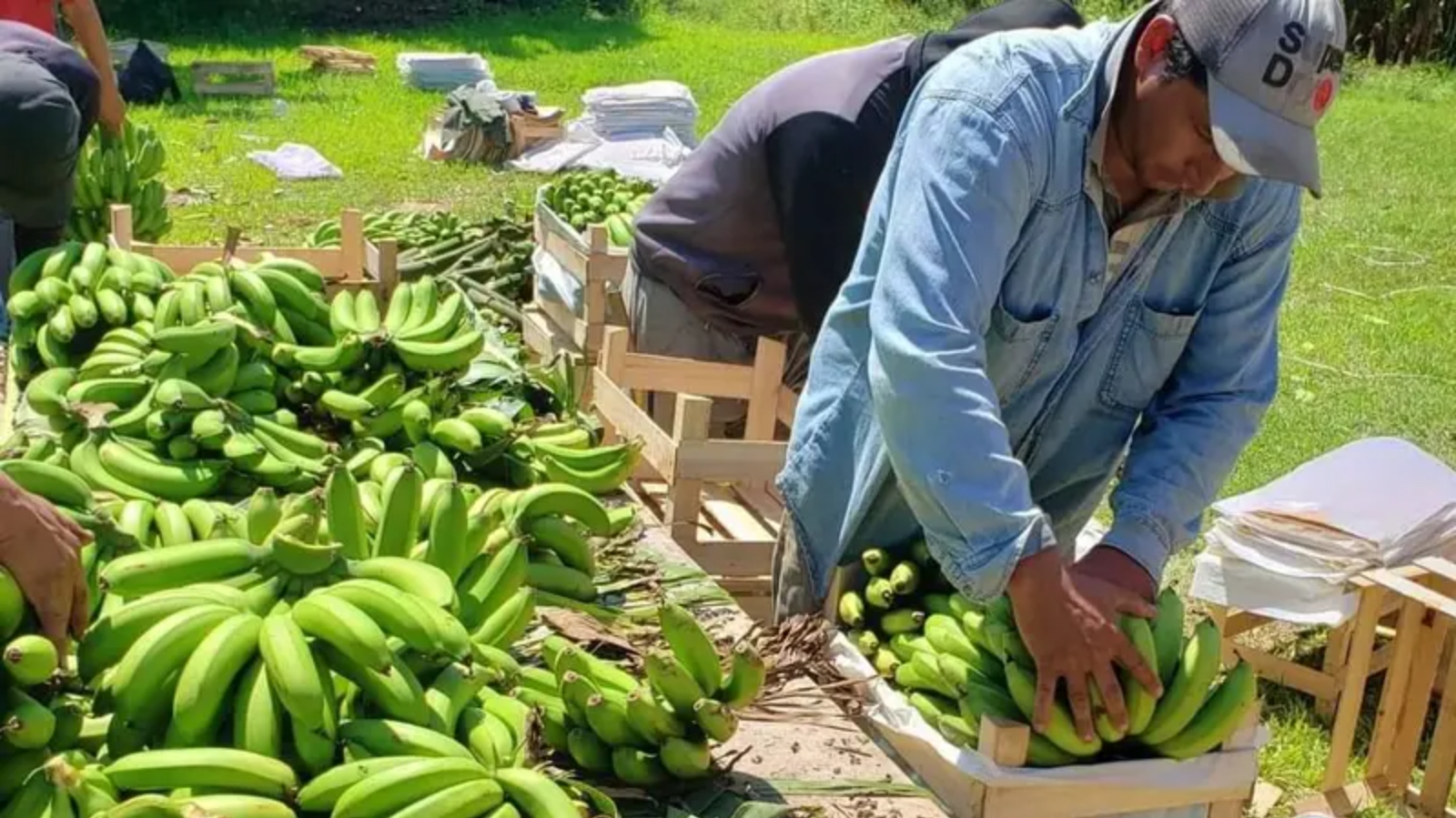 trabajadores del bananal