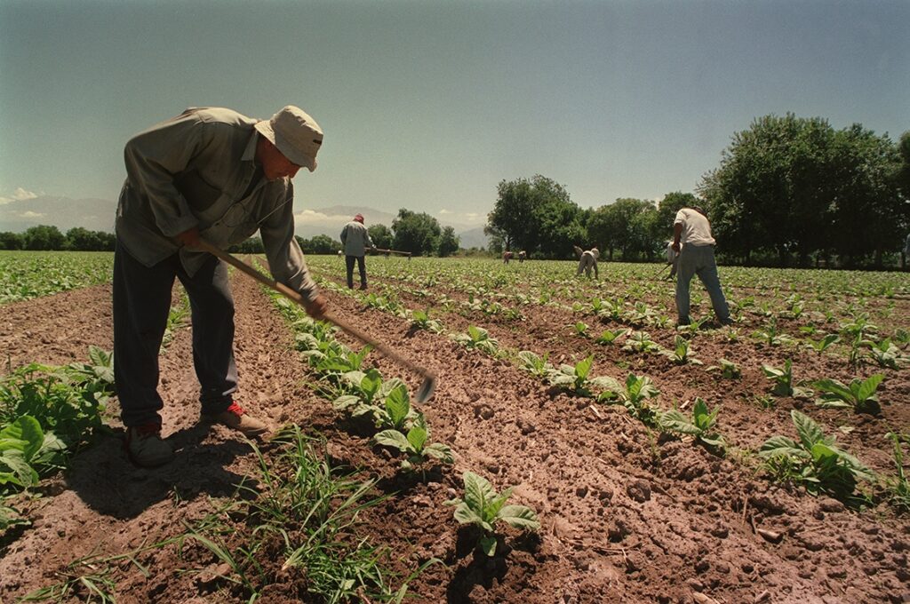 empleados de campo