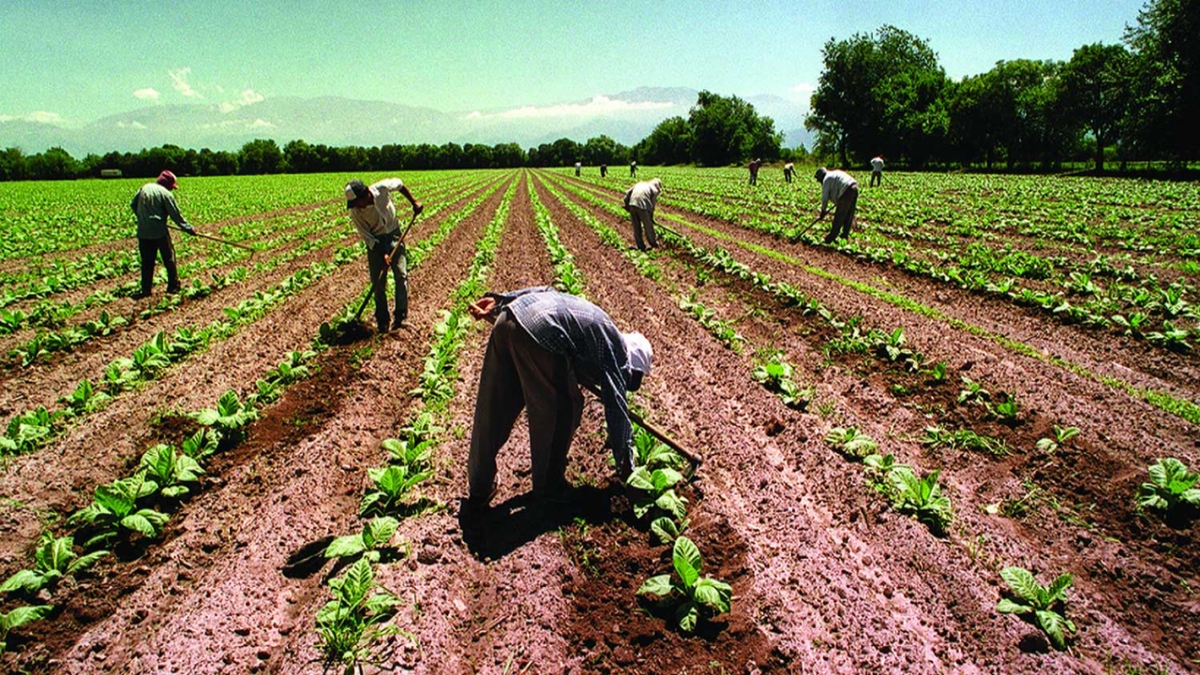 trabajadores de campo